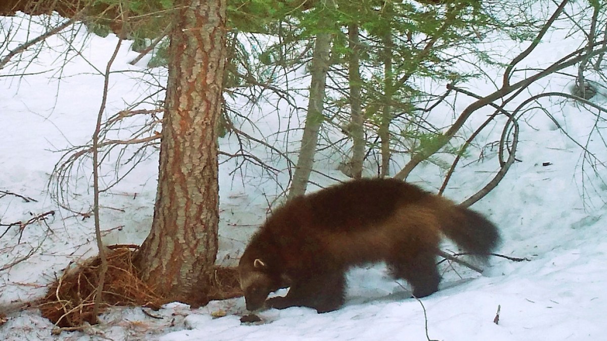 US says climate change threatens wolverines with extinction | Wildlife News #climate #change #threatens #wolverines #extinction #Wildlife #News