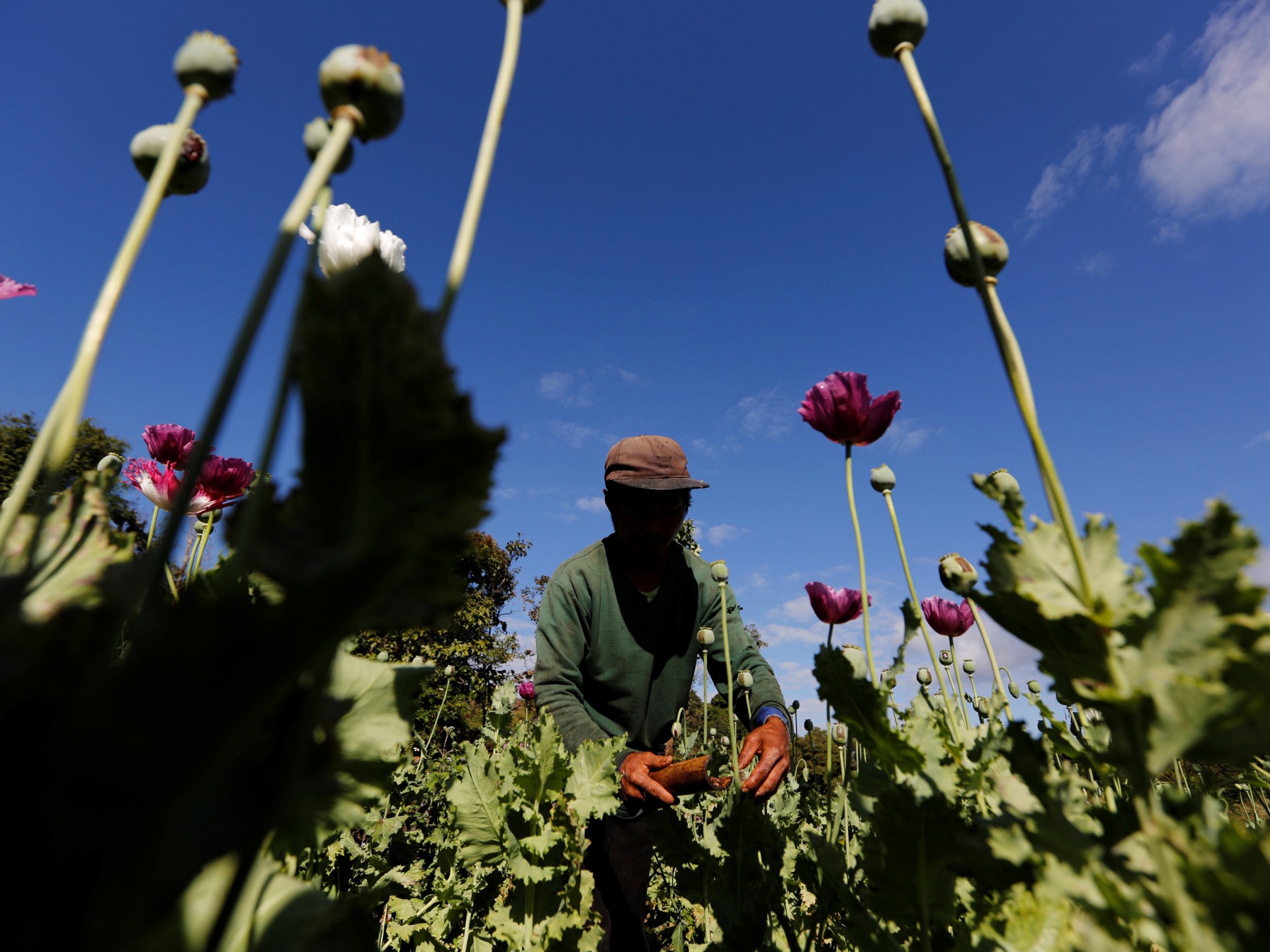 Myanmar overtakes Afghanistan as world’s top opium producer: UN | Drugs News #Myanmar #overtakes #Afghanistan #worlds #top #opium #producer #Drugs #News