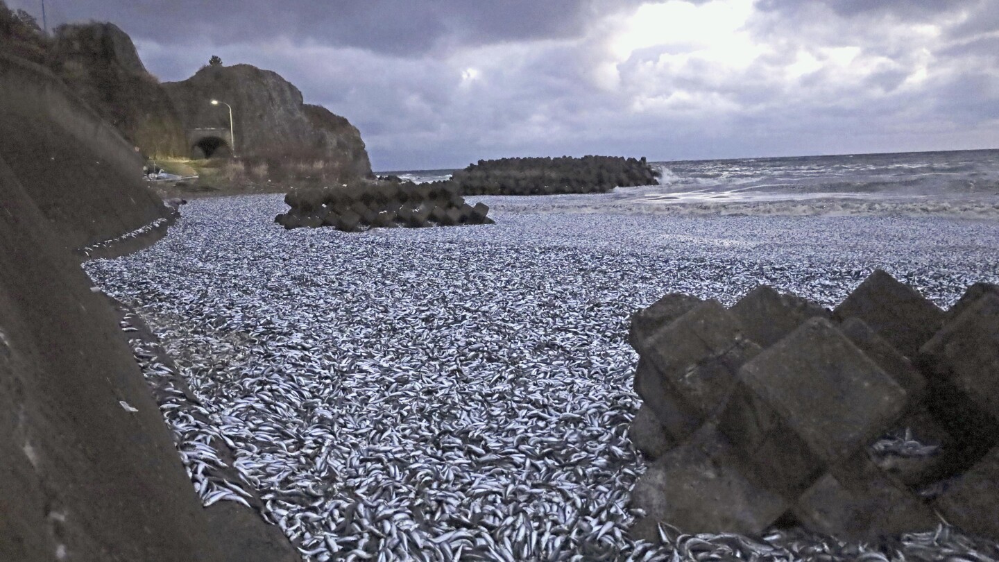 Thousands of tons of dead sardines wash ashore in northern Japan #Thousands #tons #dead #sardines #wash #ashore #northern #Japan