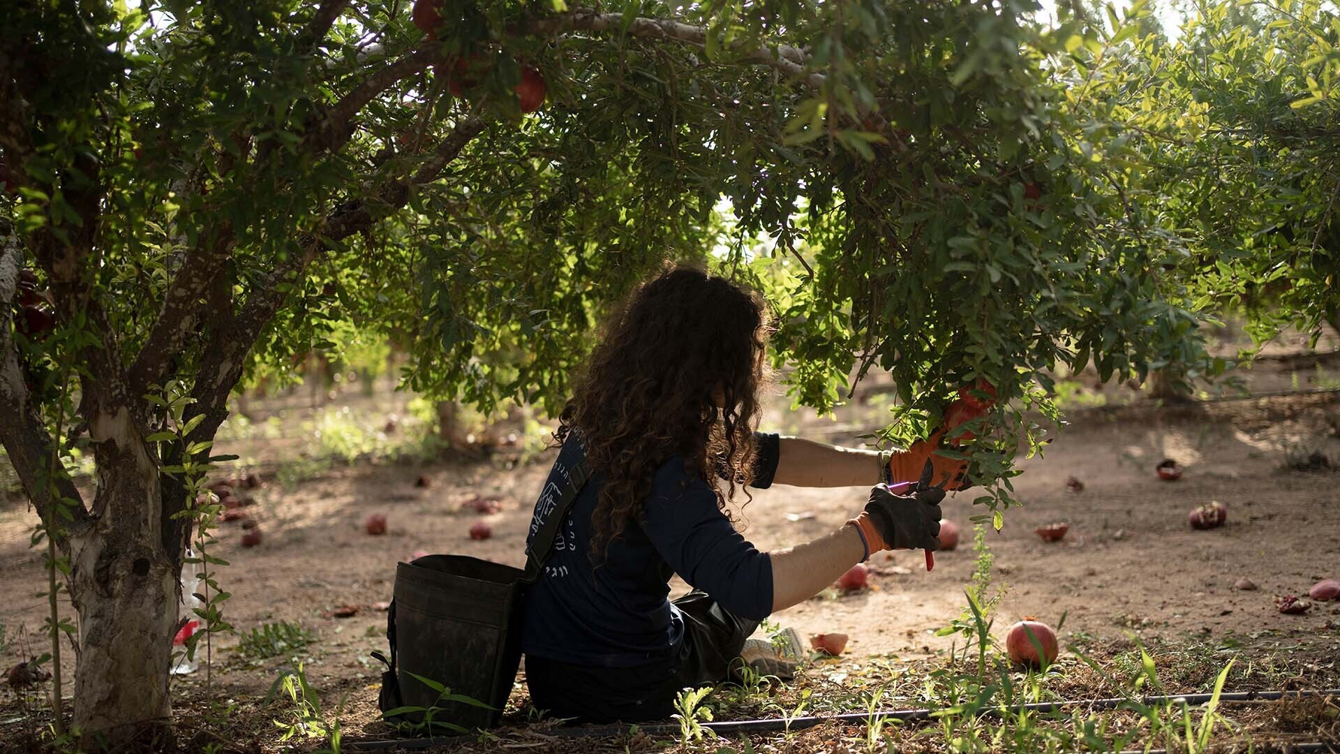 Can Israel’s agricultural sector recover after the war on Gaza? | Israel-Palestine conflict #Israels #agricultural #sector #recover #war #Gaza #IsraelPalestine #conflict