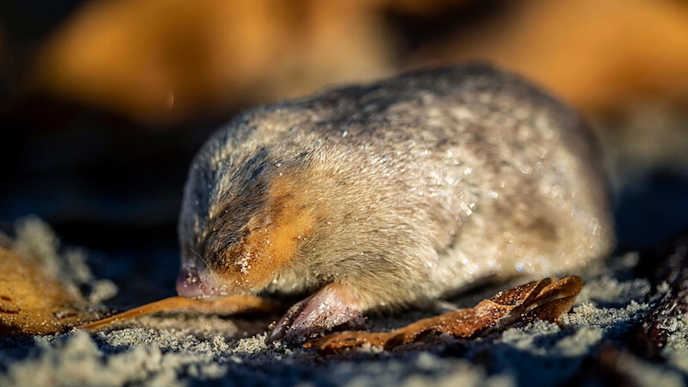 Still alive! Golden mole not seen for 80 years and presumed extinct is found again in South Africa #alive #Golden #mole #years #presumed #extinct #South #Africa